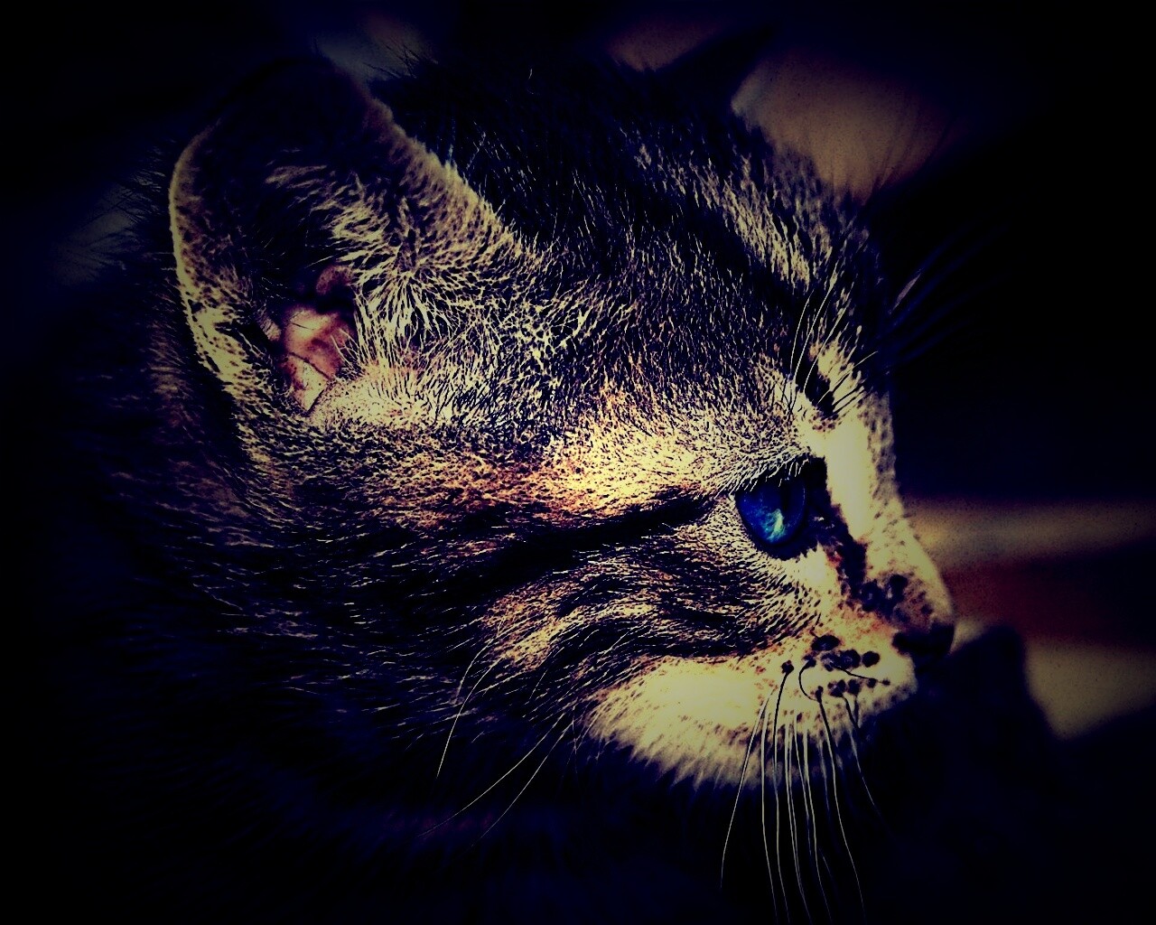 Котенок с голубыми глазами обои