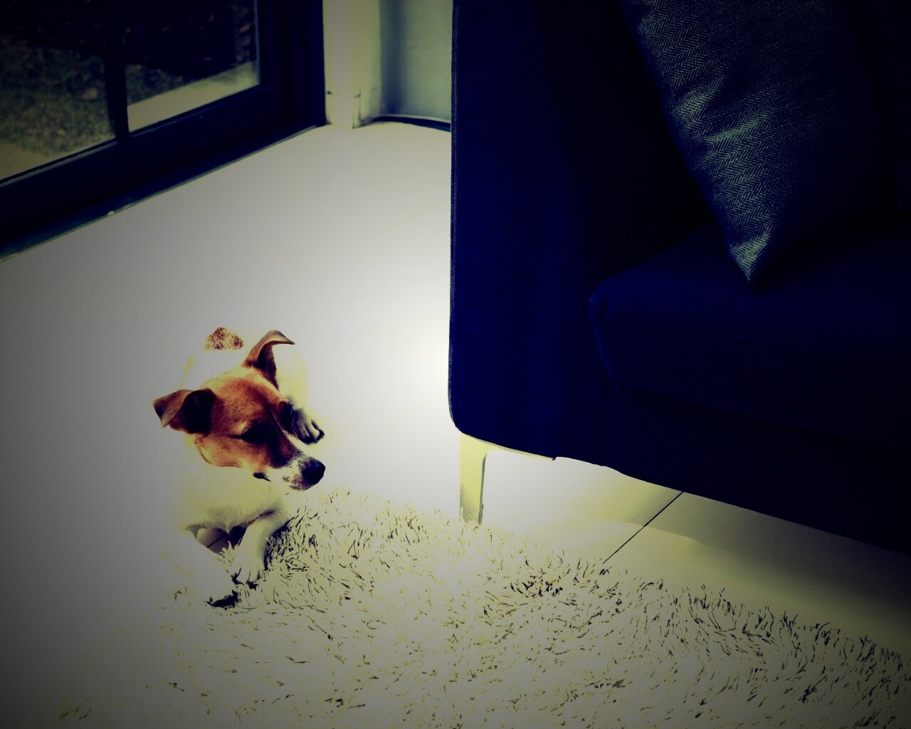 Собака обои