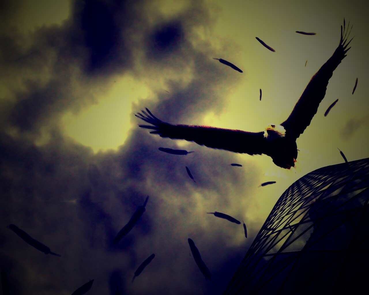 Орлиный полет обои