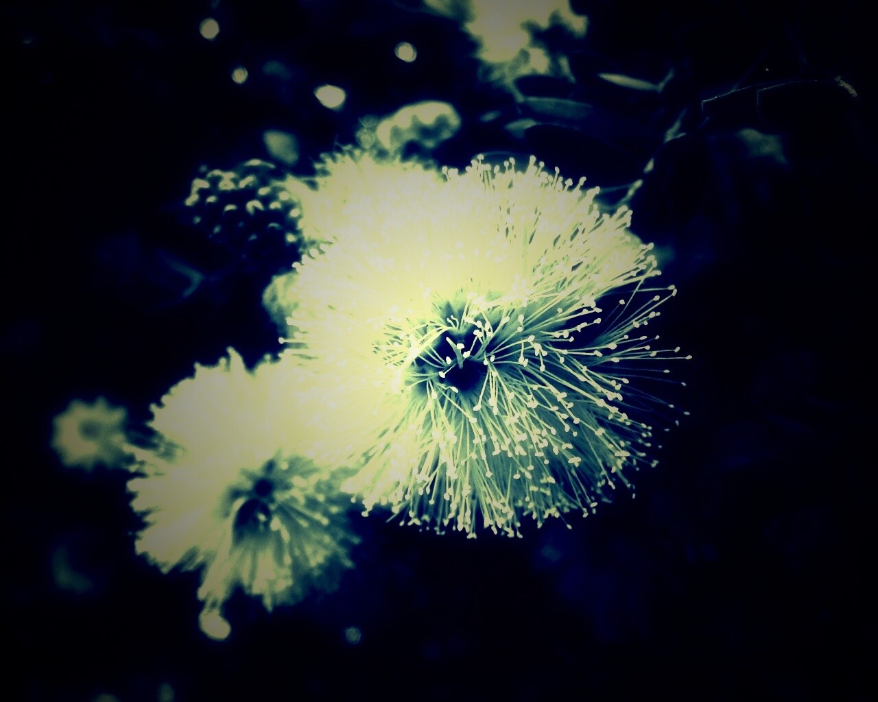 Сказочный цветок обои