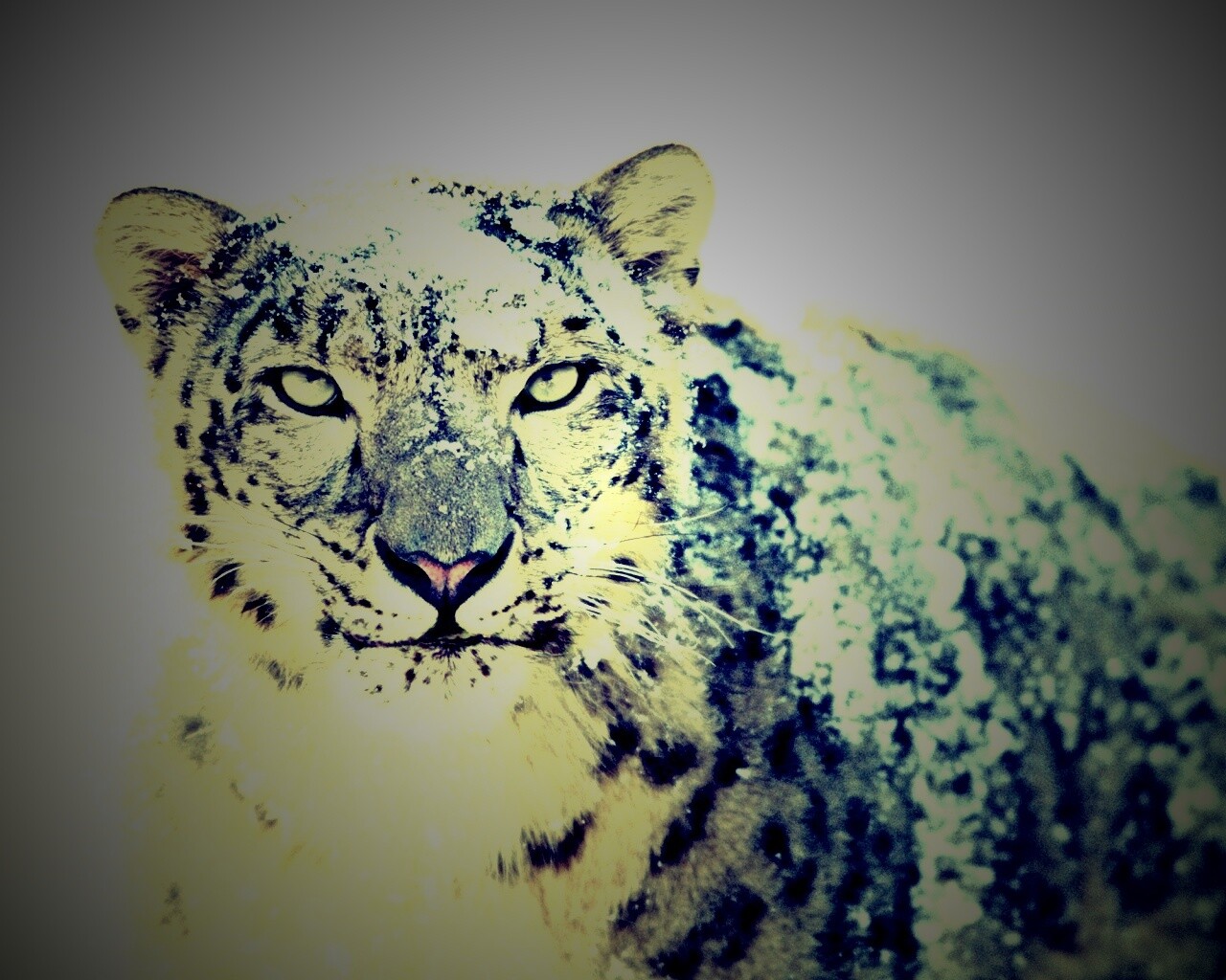 Снежный леопард обои