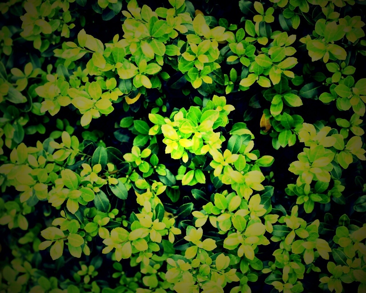 Густая листва обои