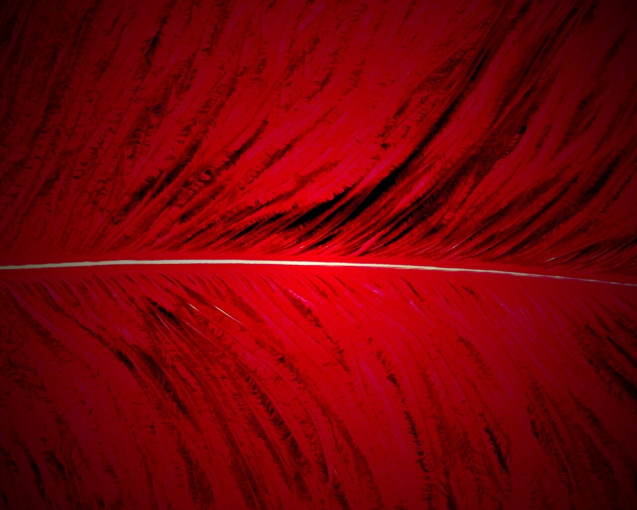 Перо попугая обои