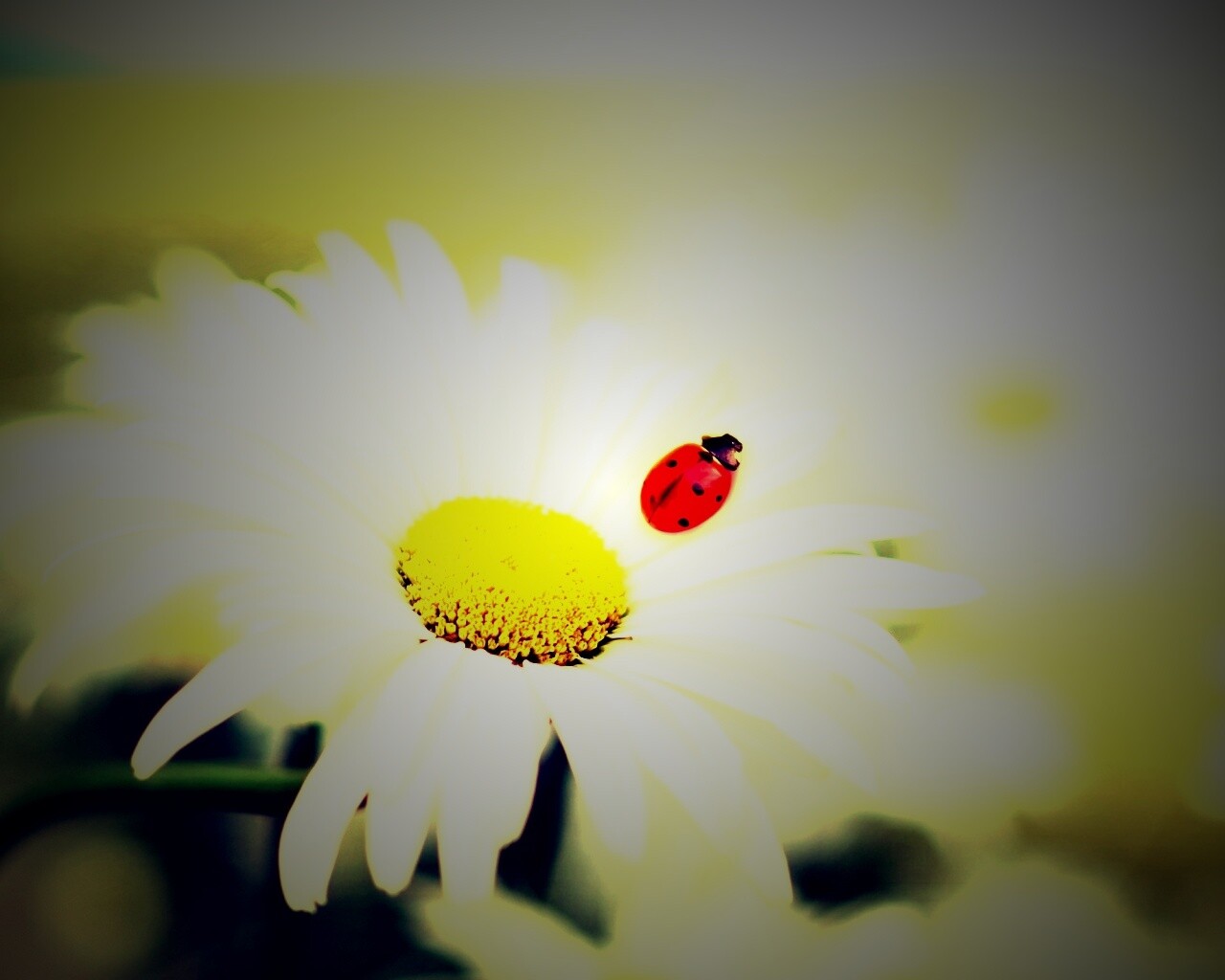 Божья коровка обои