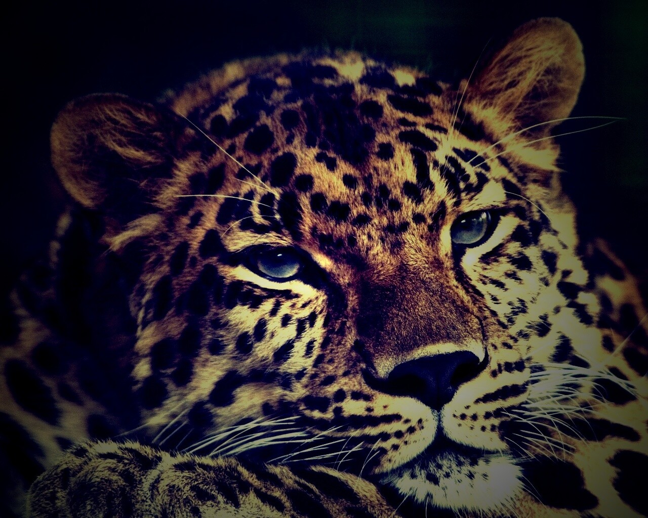 Злопасный ягуляр обои