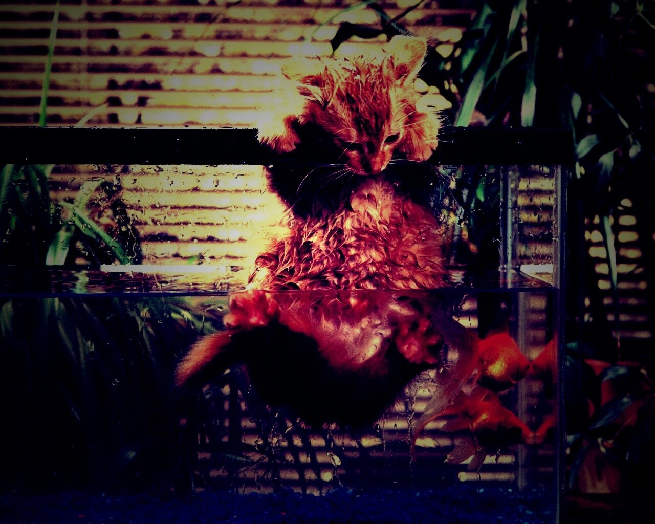 Мокрая киска обои