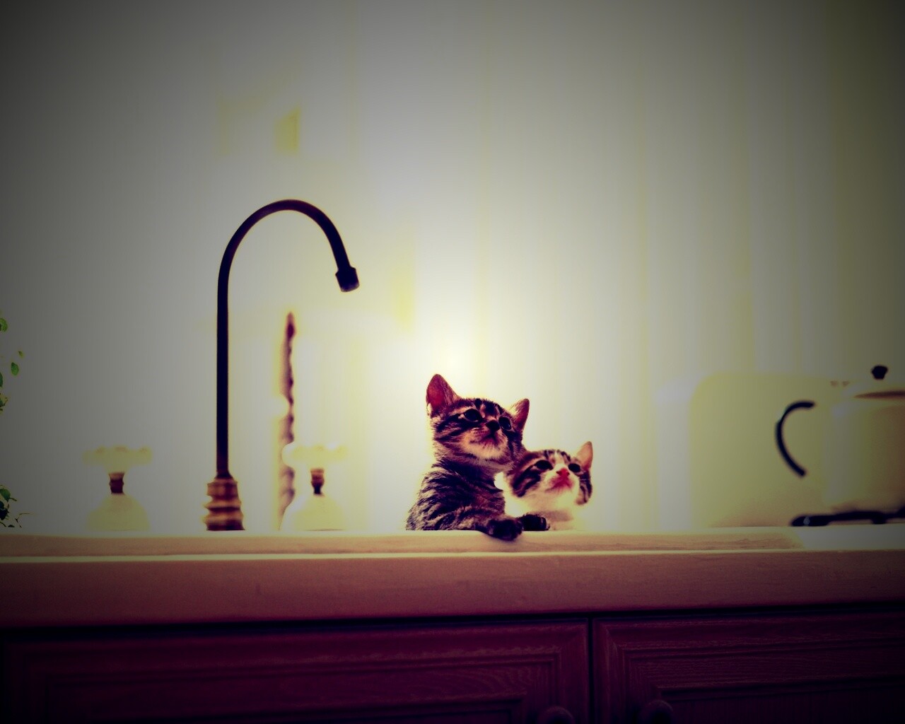 Два котенка обои