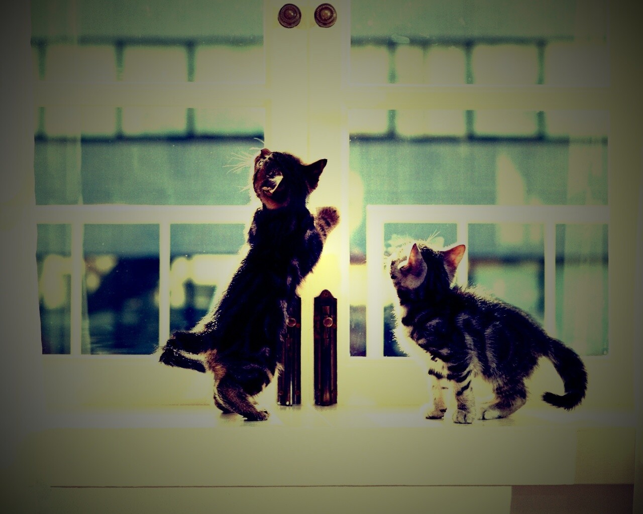Котята у окна обои