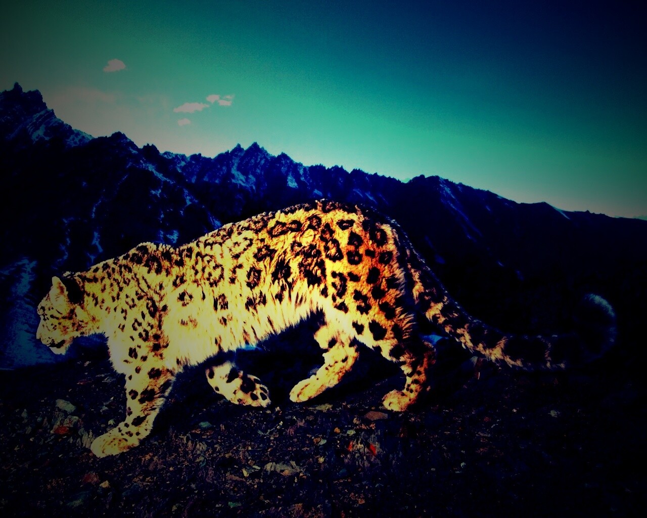 Леопард обои