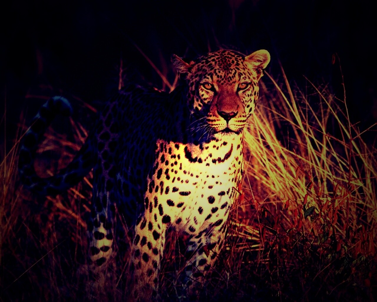 Леопард на охоте обои