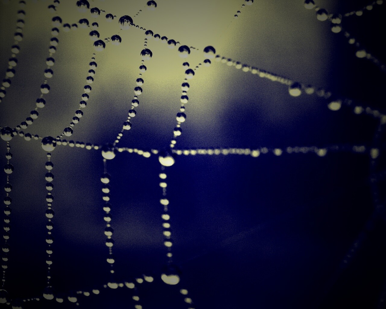Капли на паутине обои