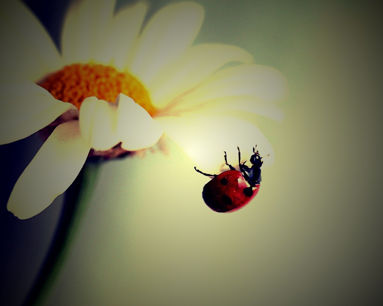 В гости к ромашке обои