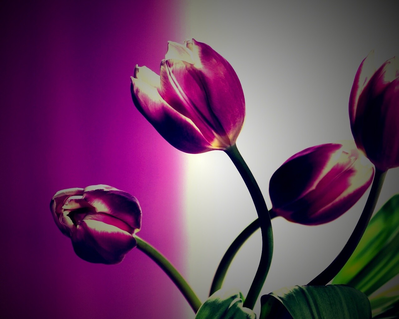 Сиреневые цветы обои