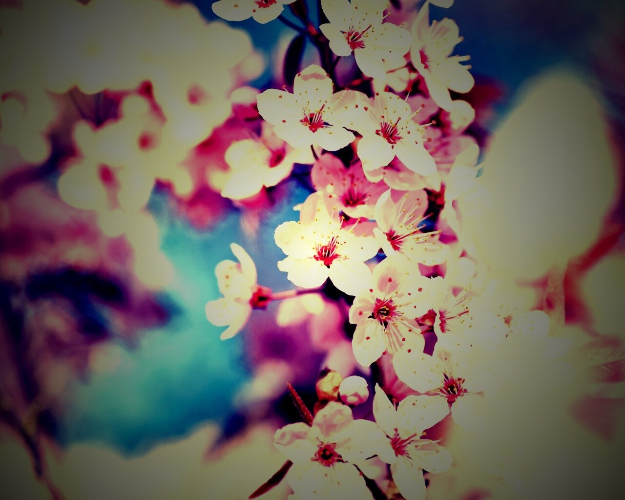 Цветение вишни обои