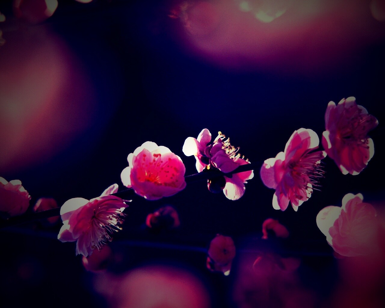 Цветущая вишня обои