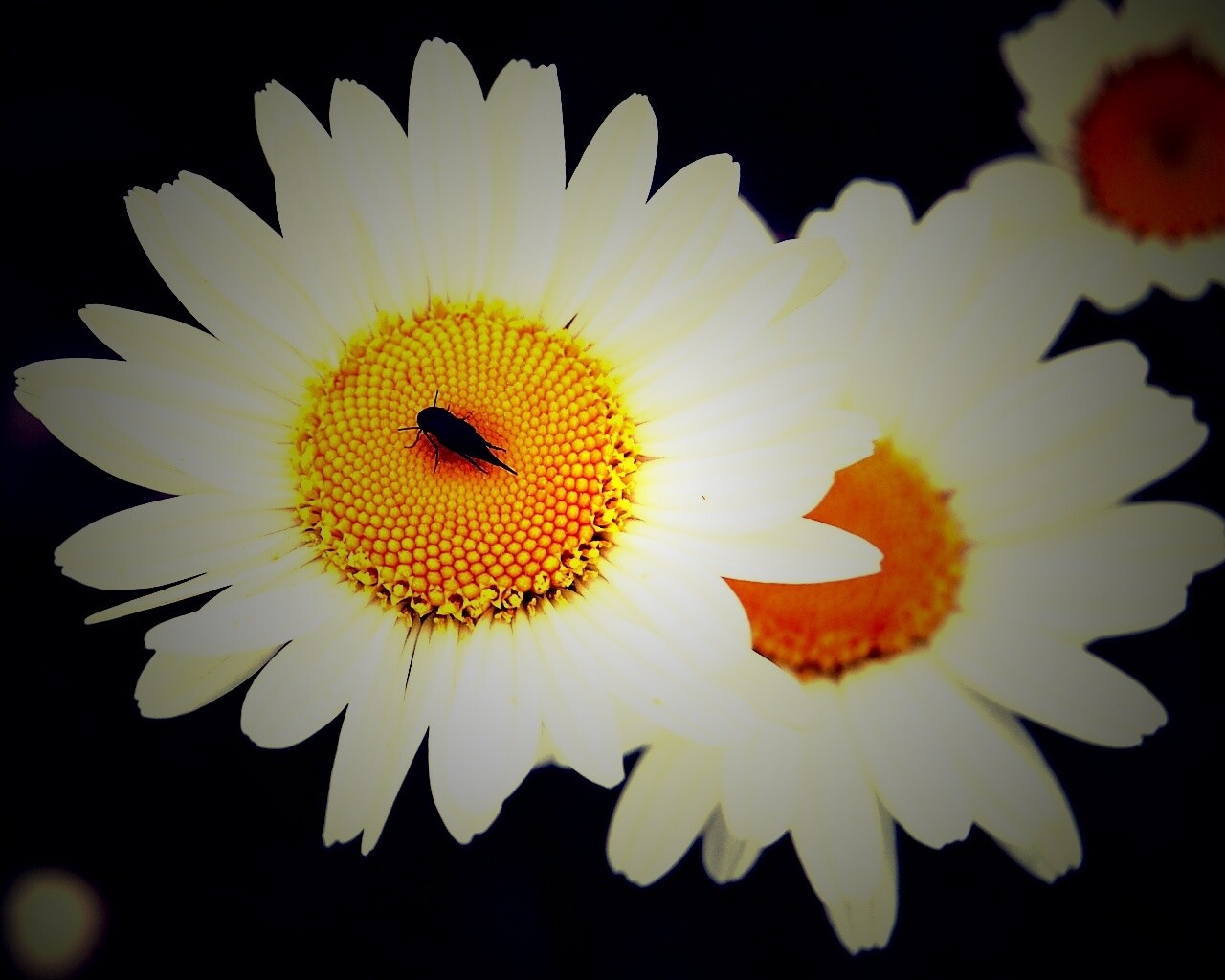 Ромашки обои