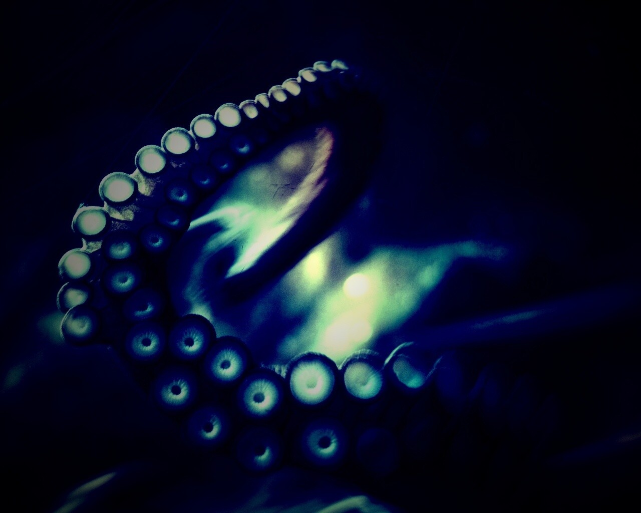 Щупальце обои