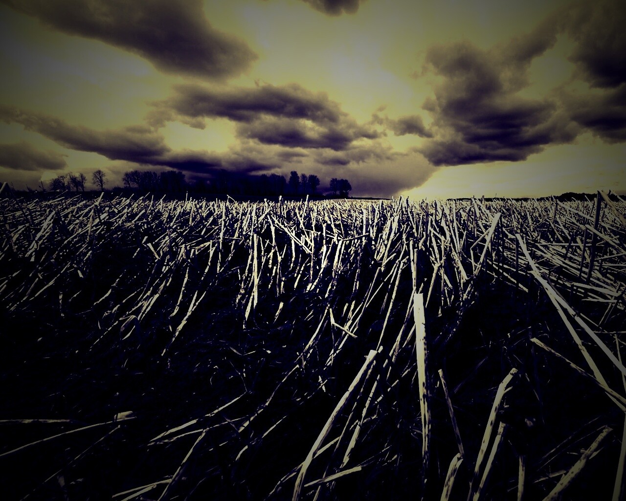 Убранное поле обои