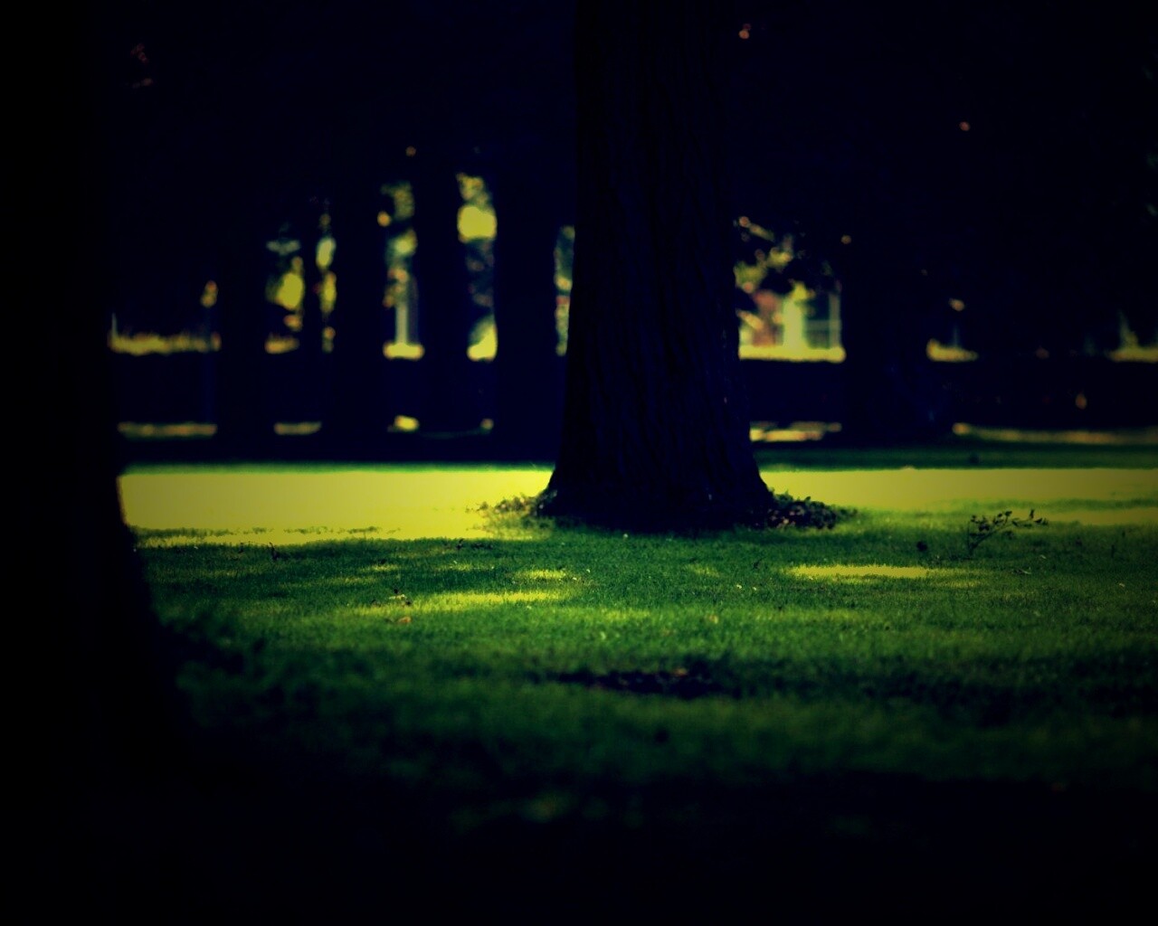 Ствол дерева обои