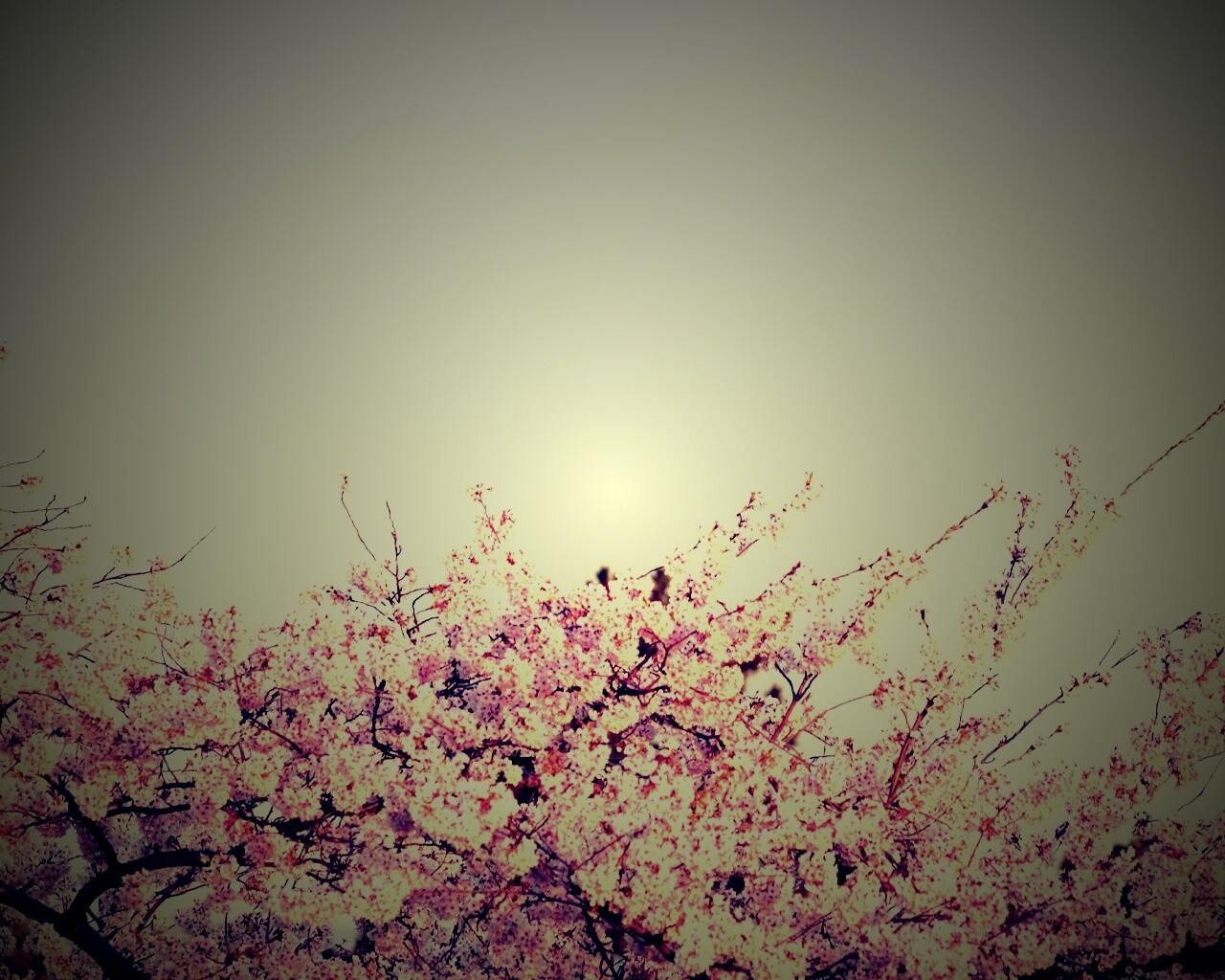 Цветение вишни в горах обои