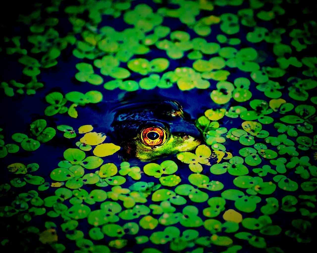 Маленькая лягушка обои