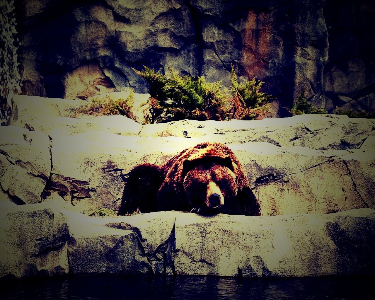 Медведь обои