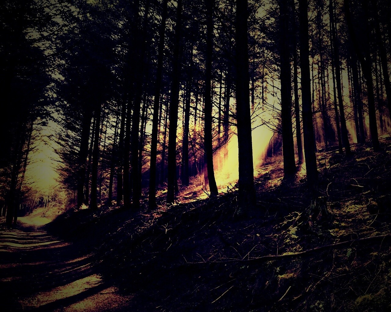 Лесная дорога обои