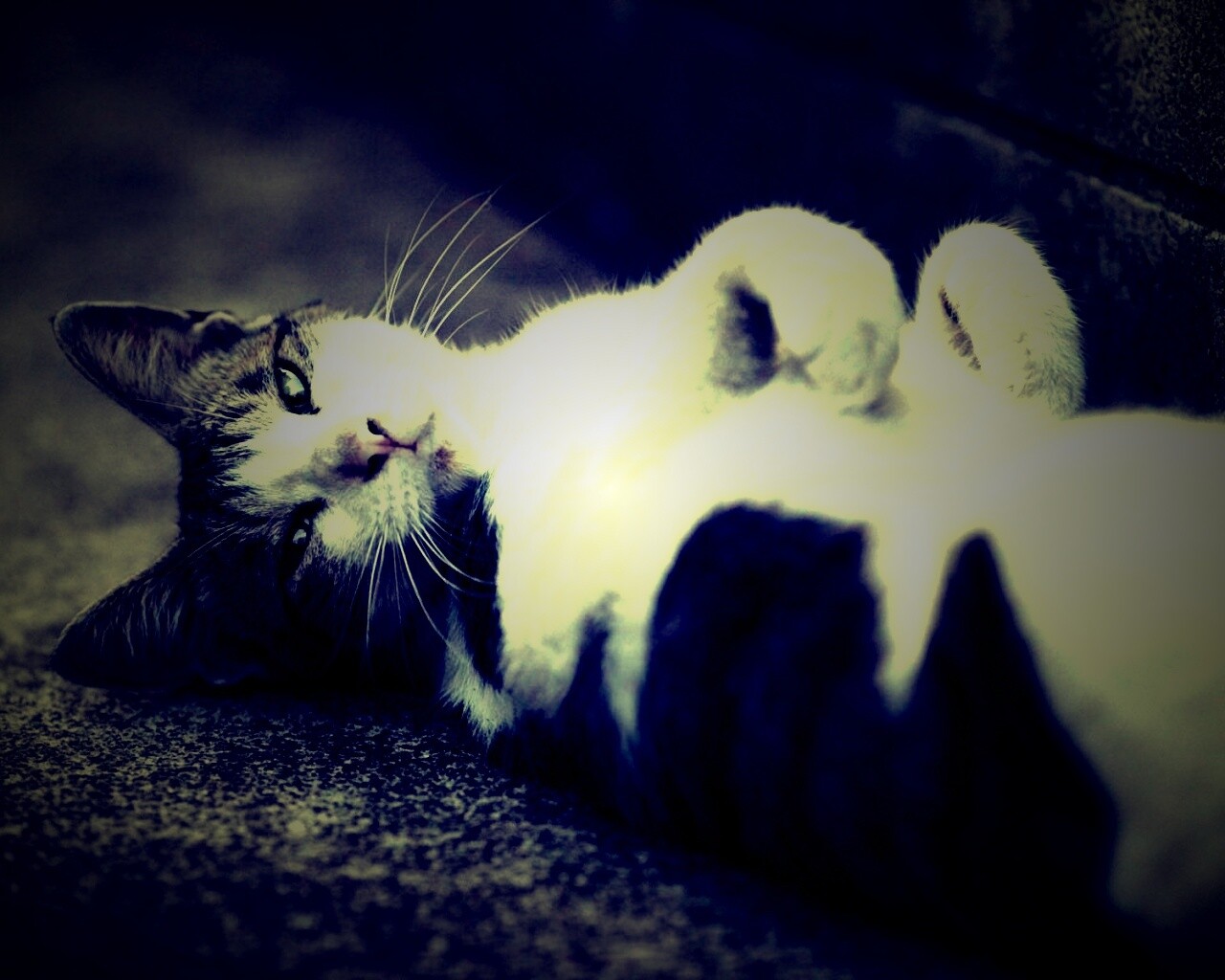 Кот лежит на спине обои