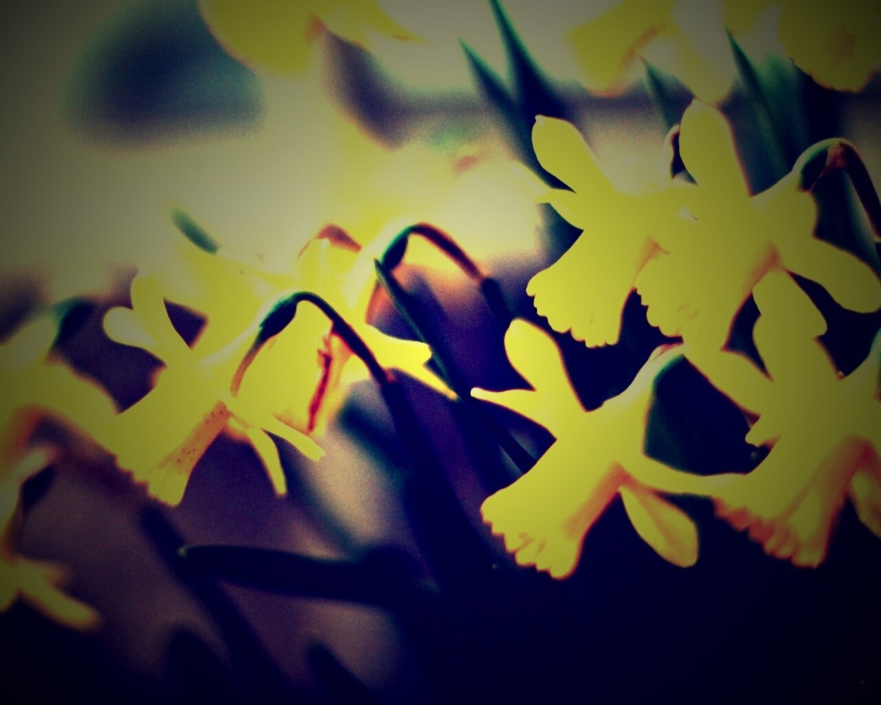 Нарциссы обои