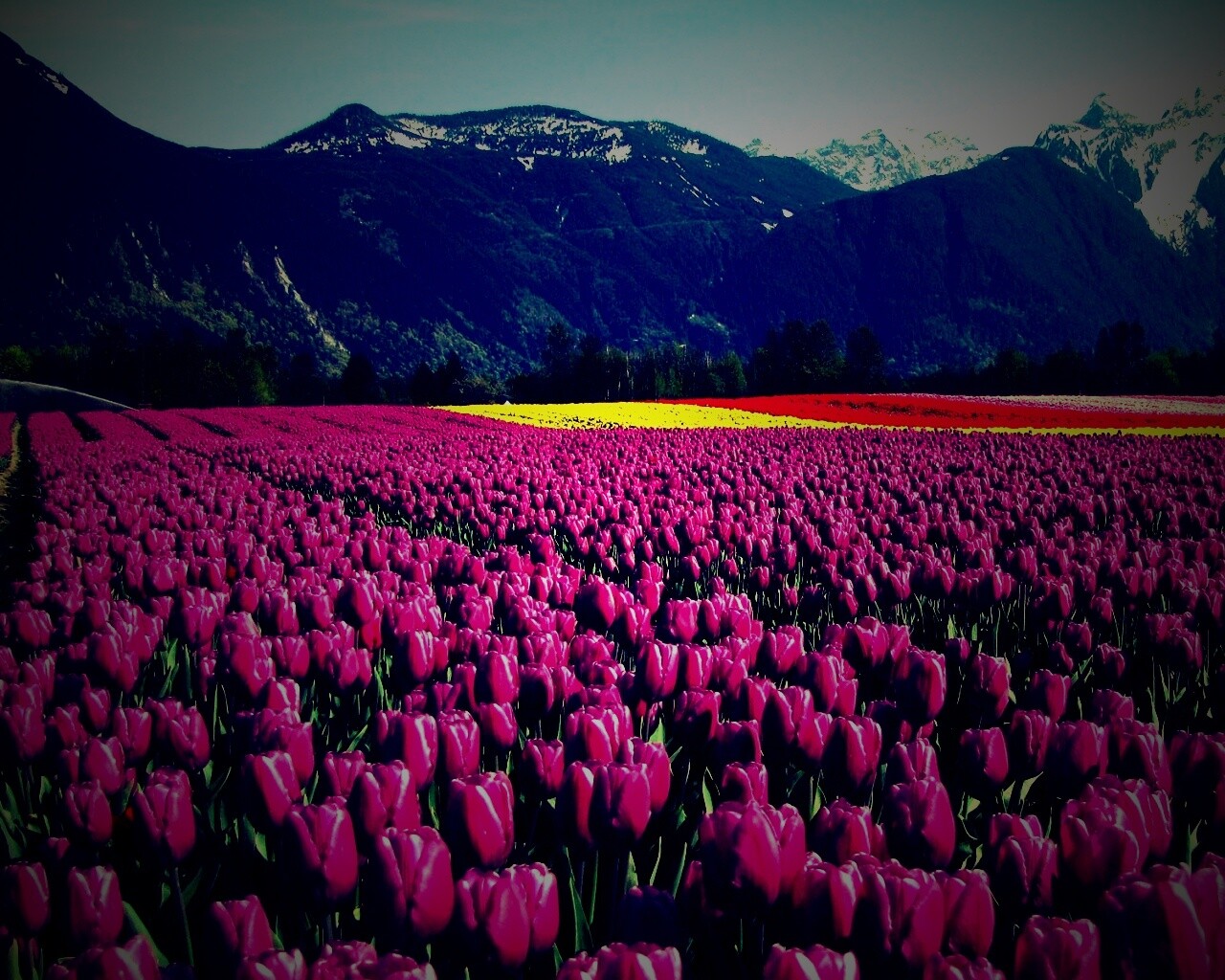 Поле тюльпанов обои