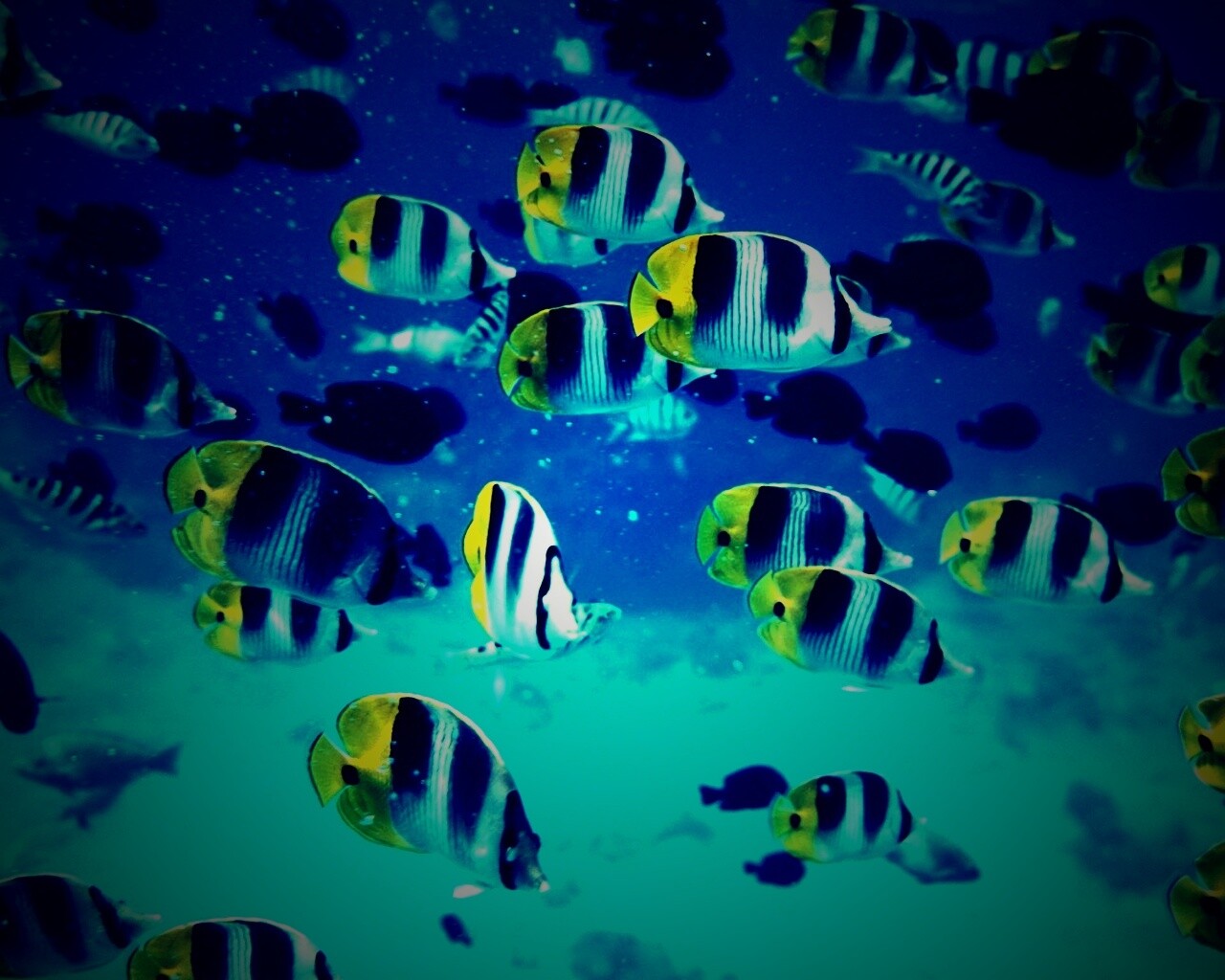 Косяк тропических рыбок обои