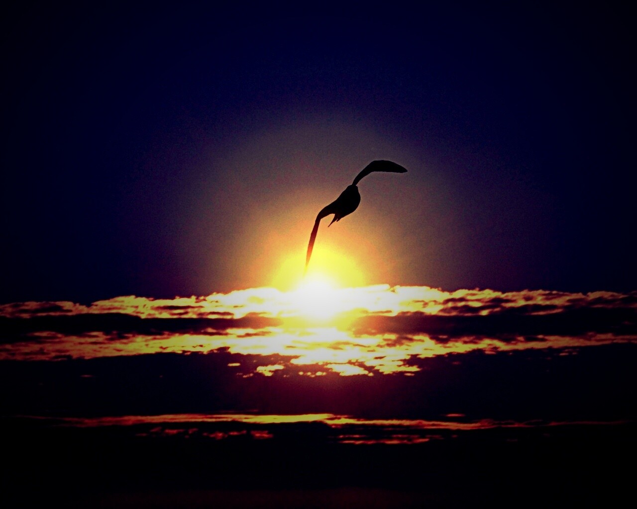 Морская чайка обои