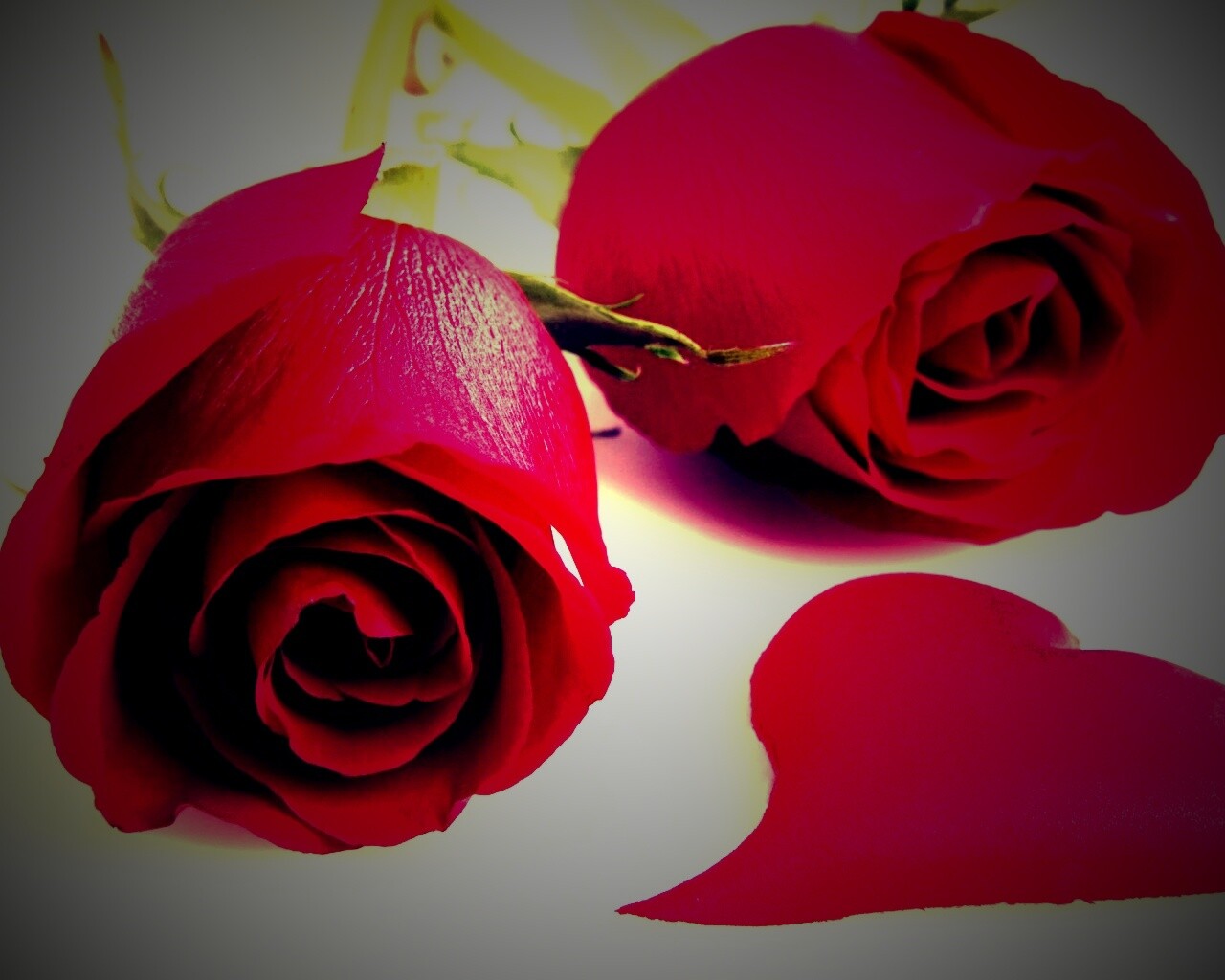 Две красные розы обои