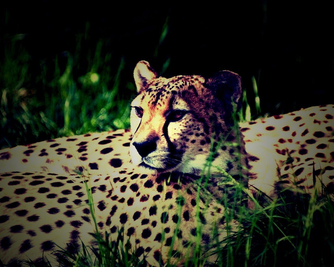 Два изящных гепард в природе обои