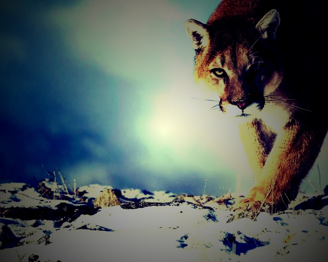 Пума с грозным взглядом обои