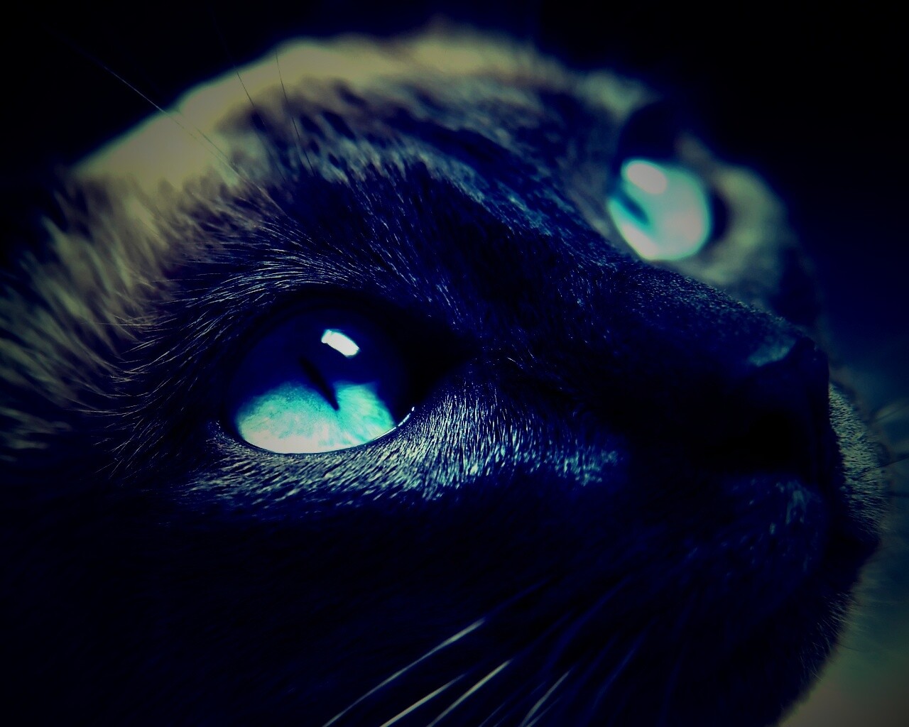 Кот с голубыми глазами обои