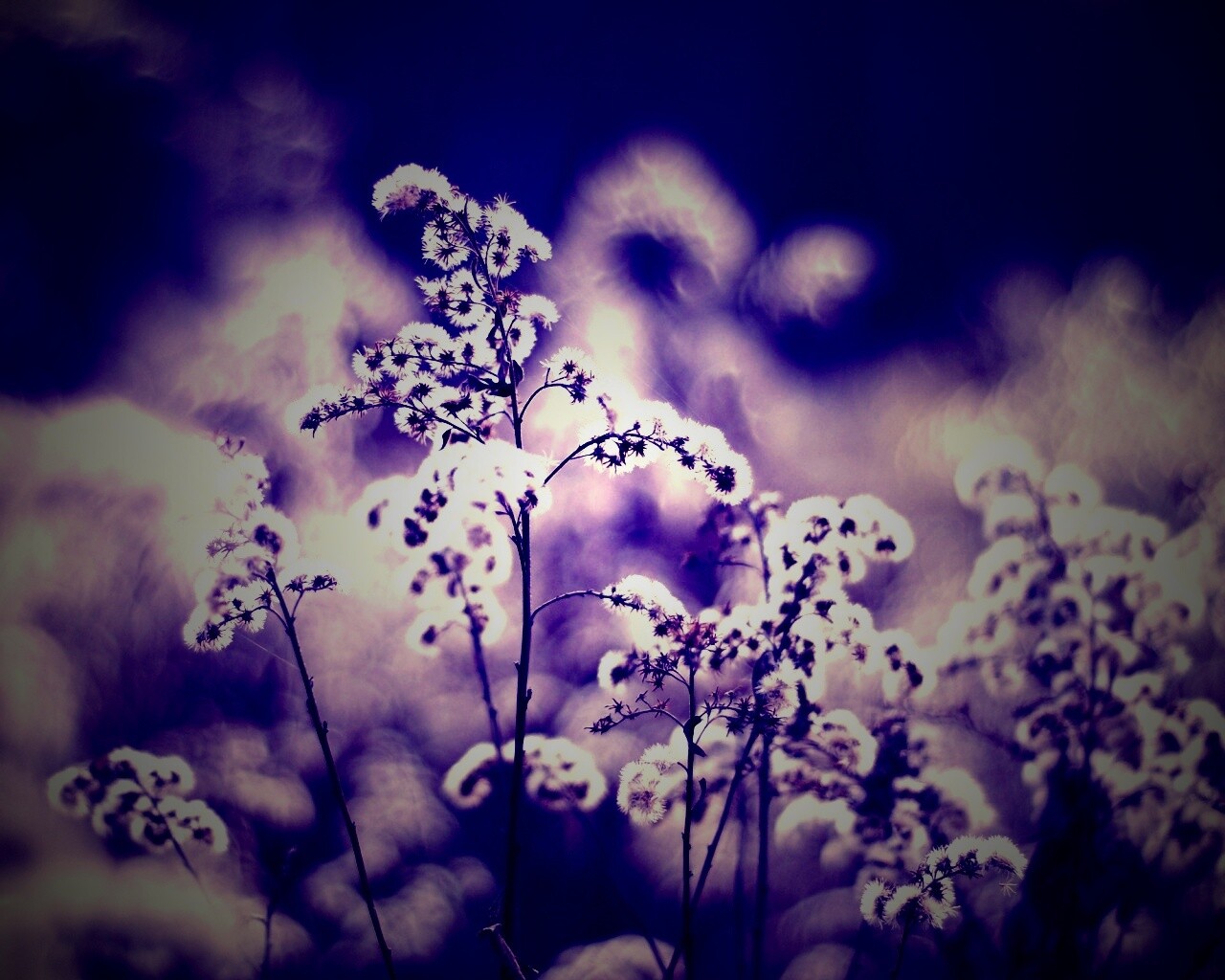 Сиреневые цветы обои