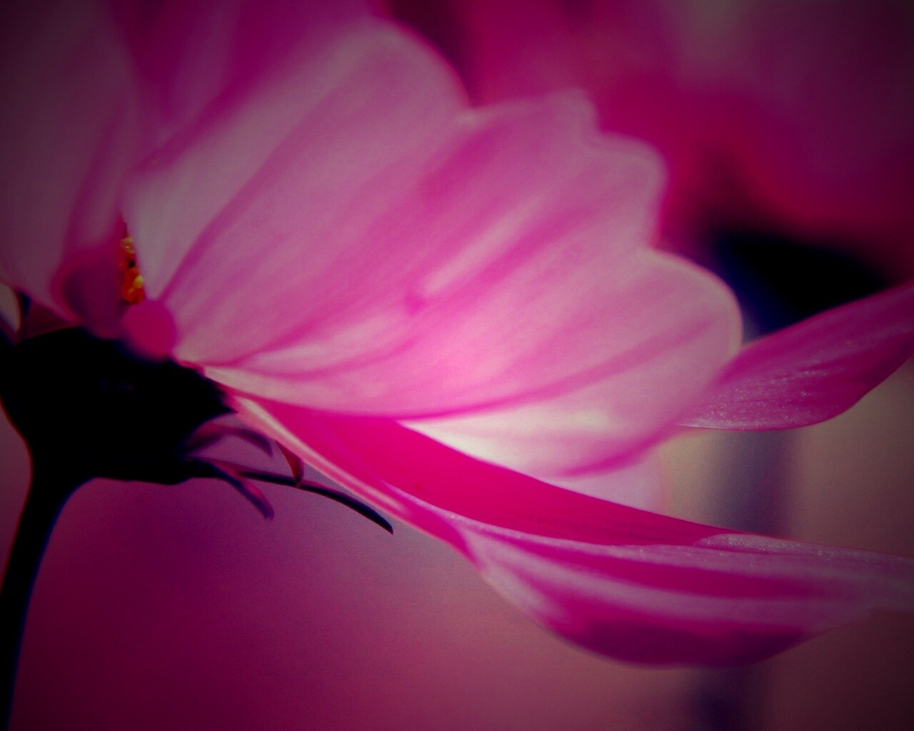 Розовый цветок обои