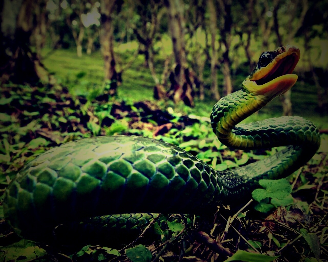 Зелёная змея обои