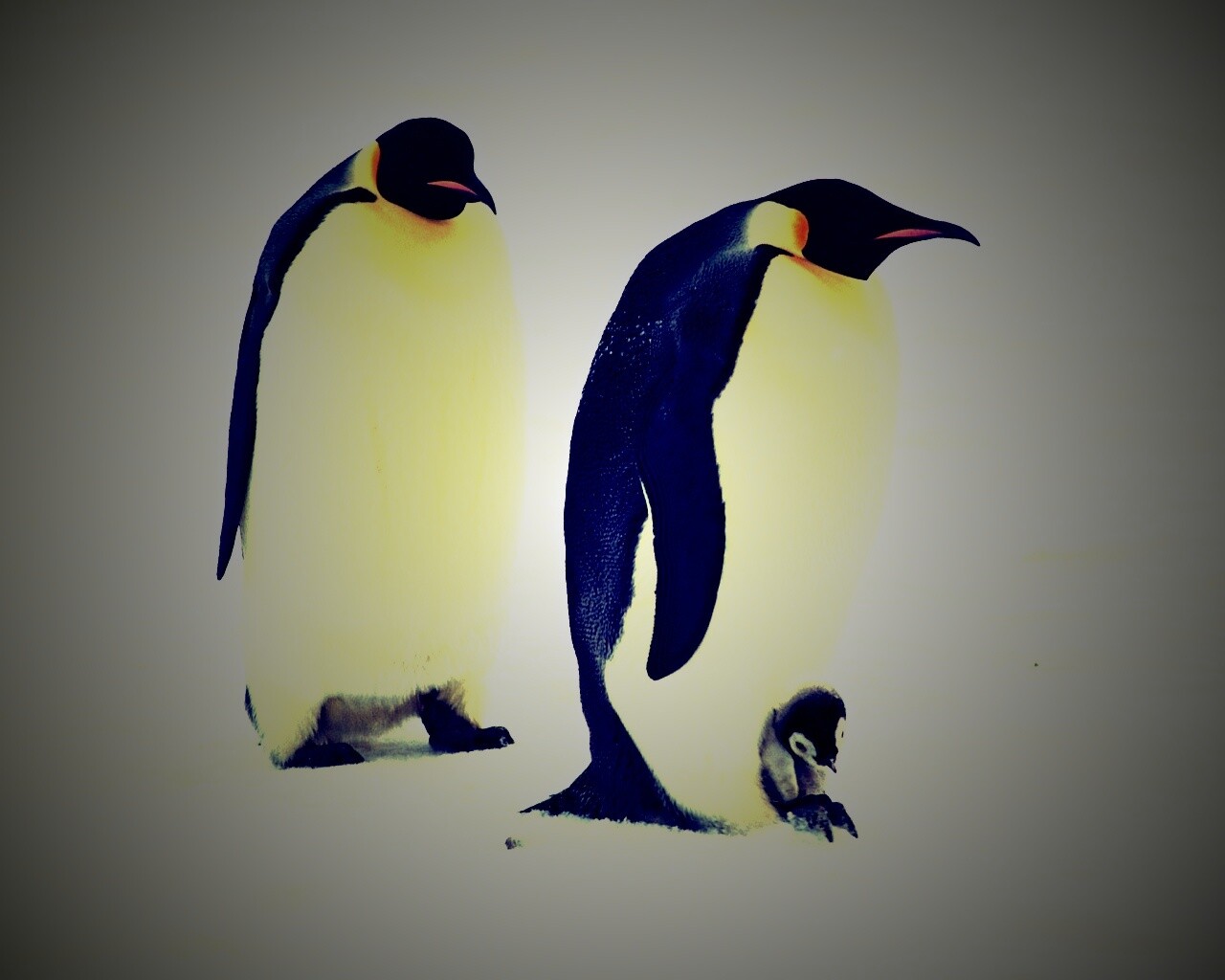 Семья пингвинов обои