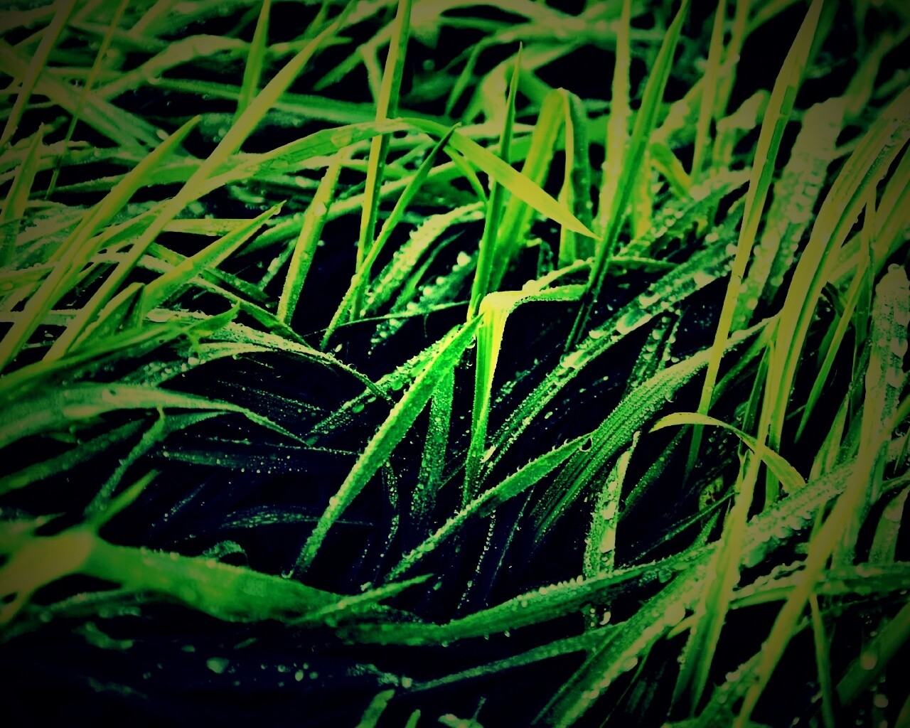 Роса на траве обои