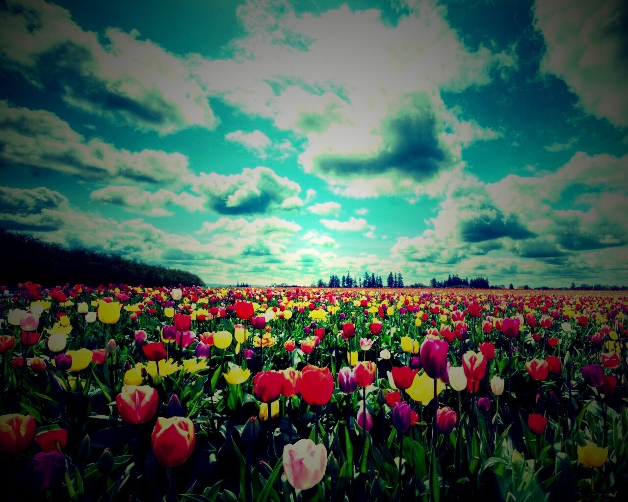 Поле тюльпанов обои