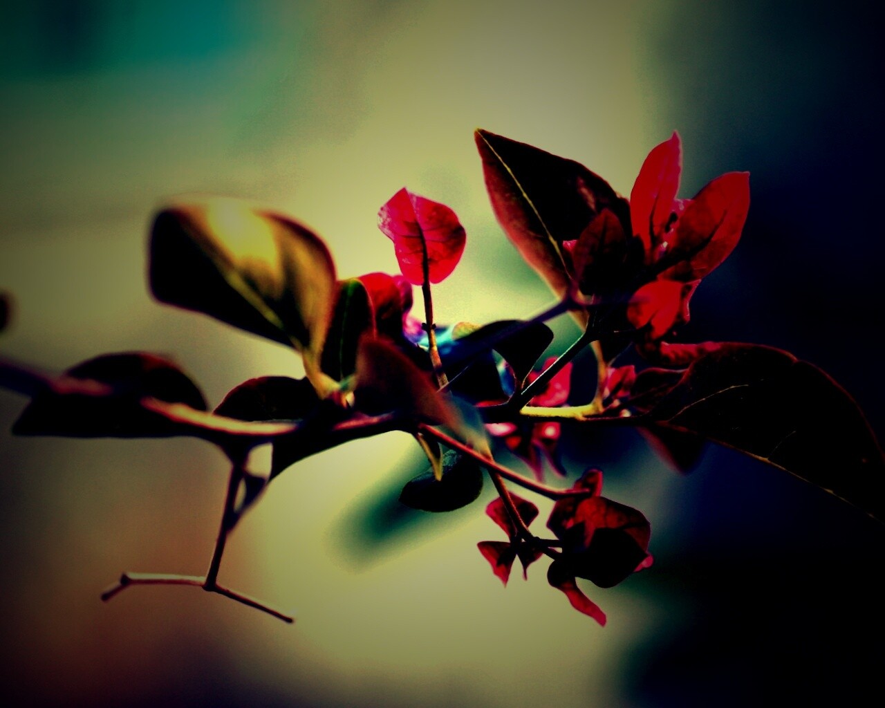 Разноцветные листья обои