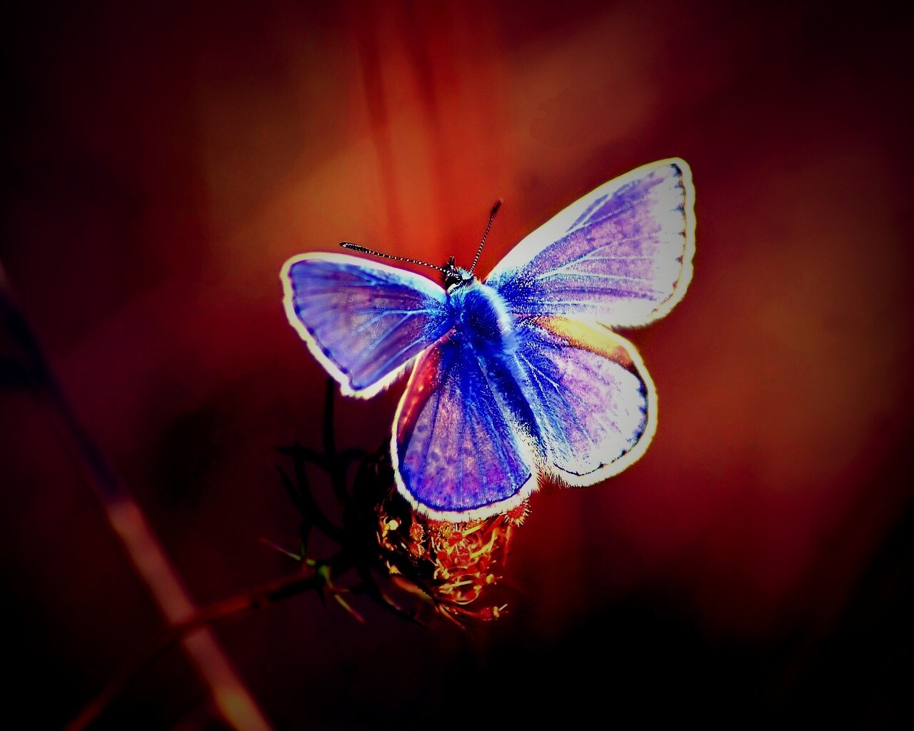 Бабочка с фиолетовыми крыльями обои