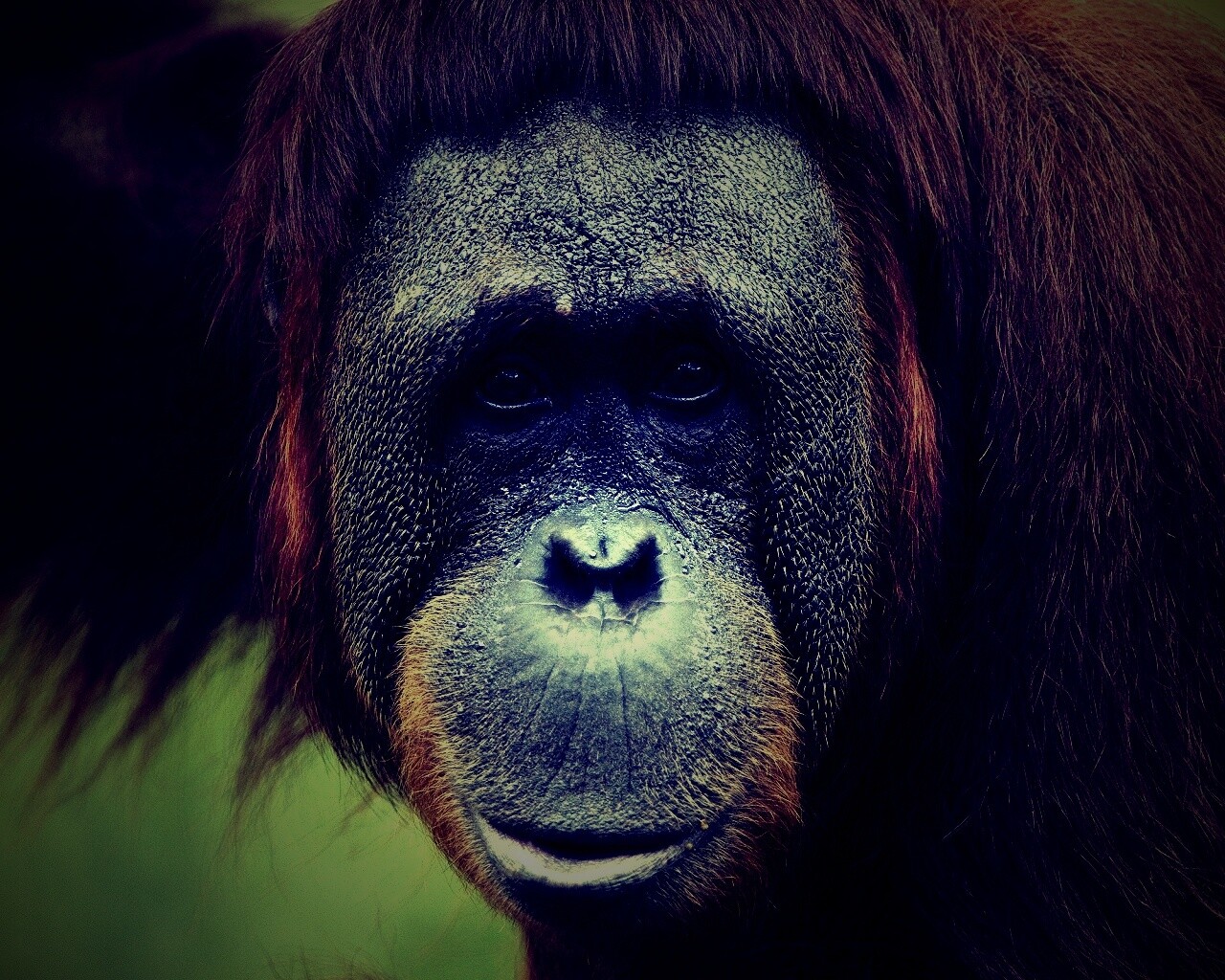 Орангутан обои