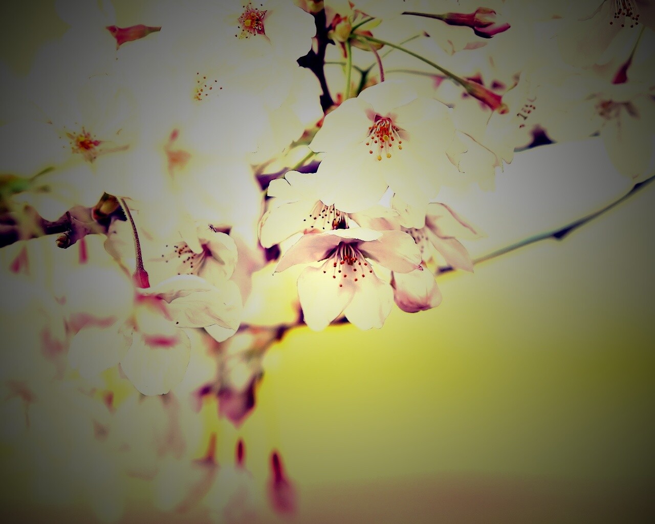 Цветение вишни обои