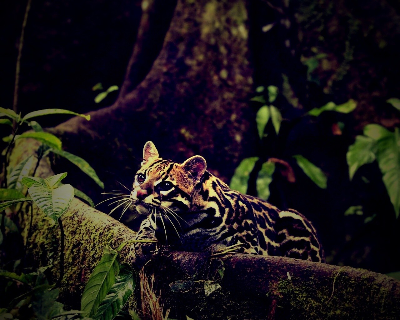 Оцелот обои