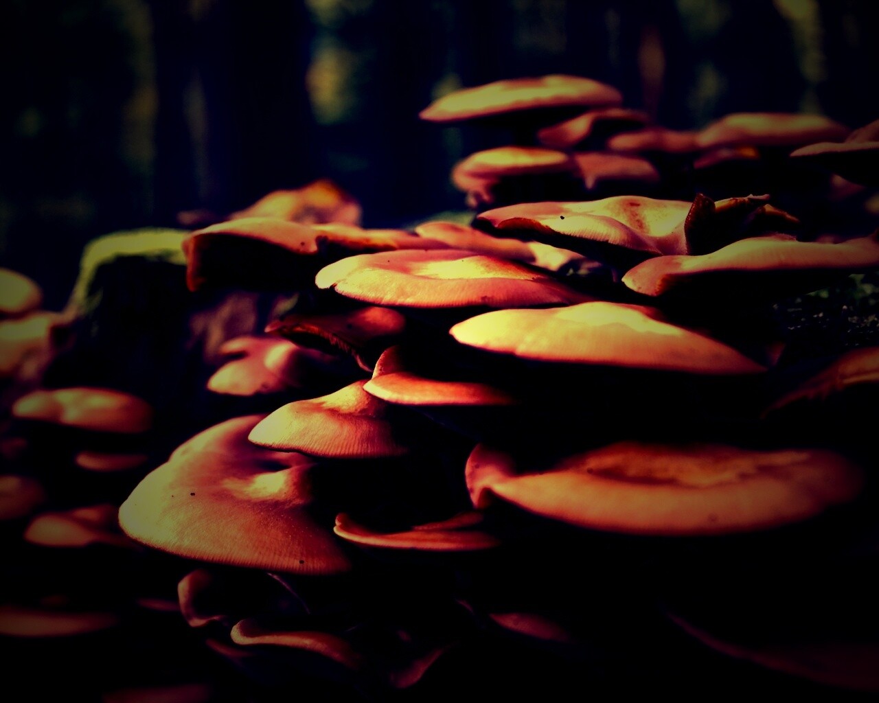 Лесные грибы на пне обои