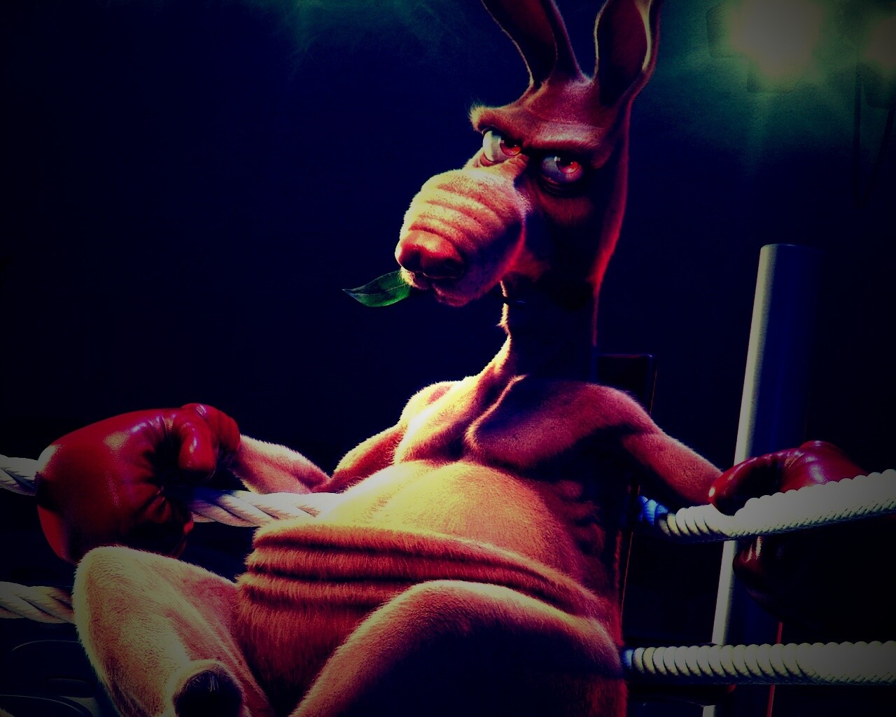 Кенгуру-боксер на ринге обои