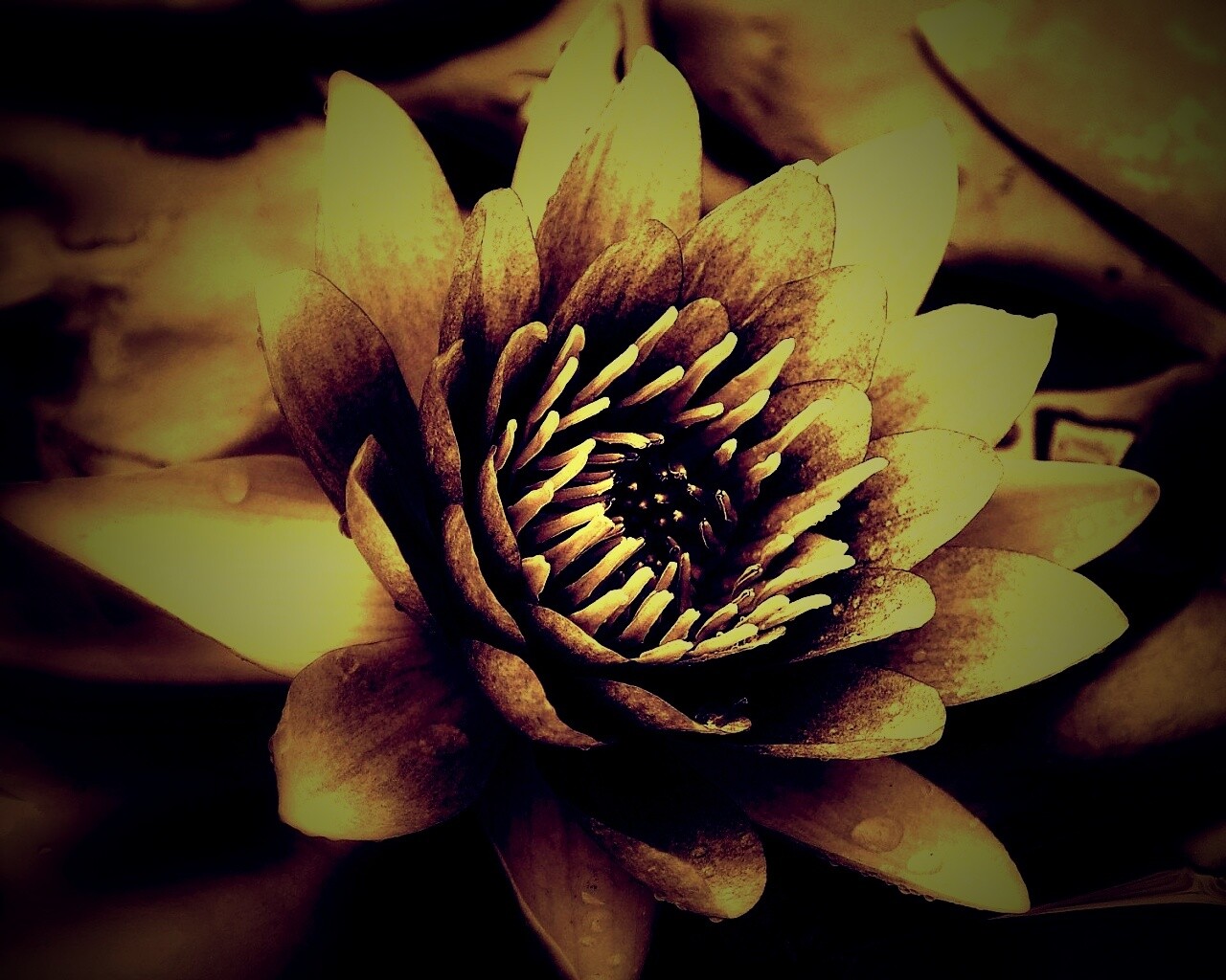 Кувшинка обои